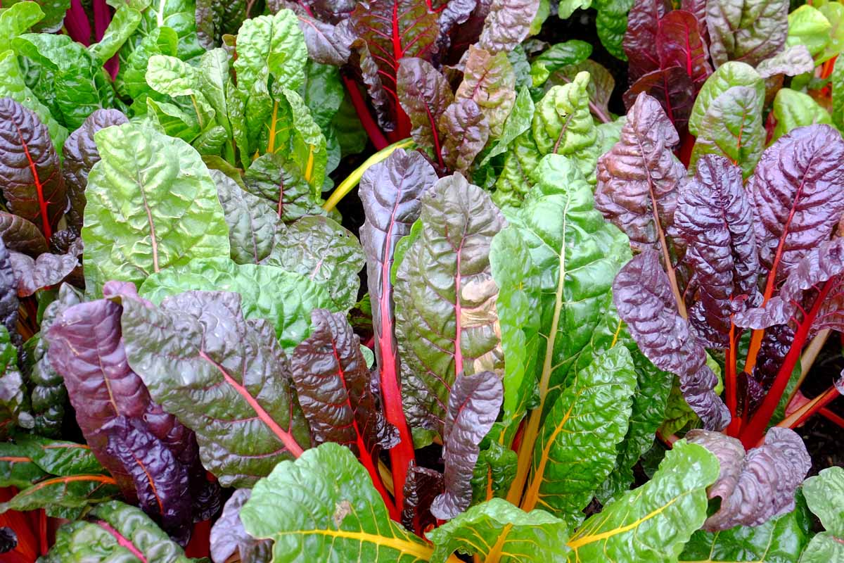A close up horizontal image of the purple and green foliage of Swiss chard growing in the fall garden, ready for harvest.