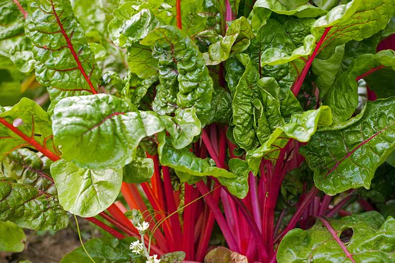 A close up horizontal image of large Swiss chard plants with red stems and deep green leaves growing in the fall garden ready for harvest.