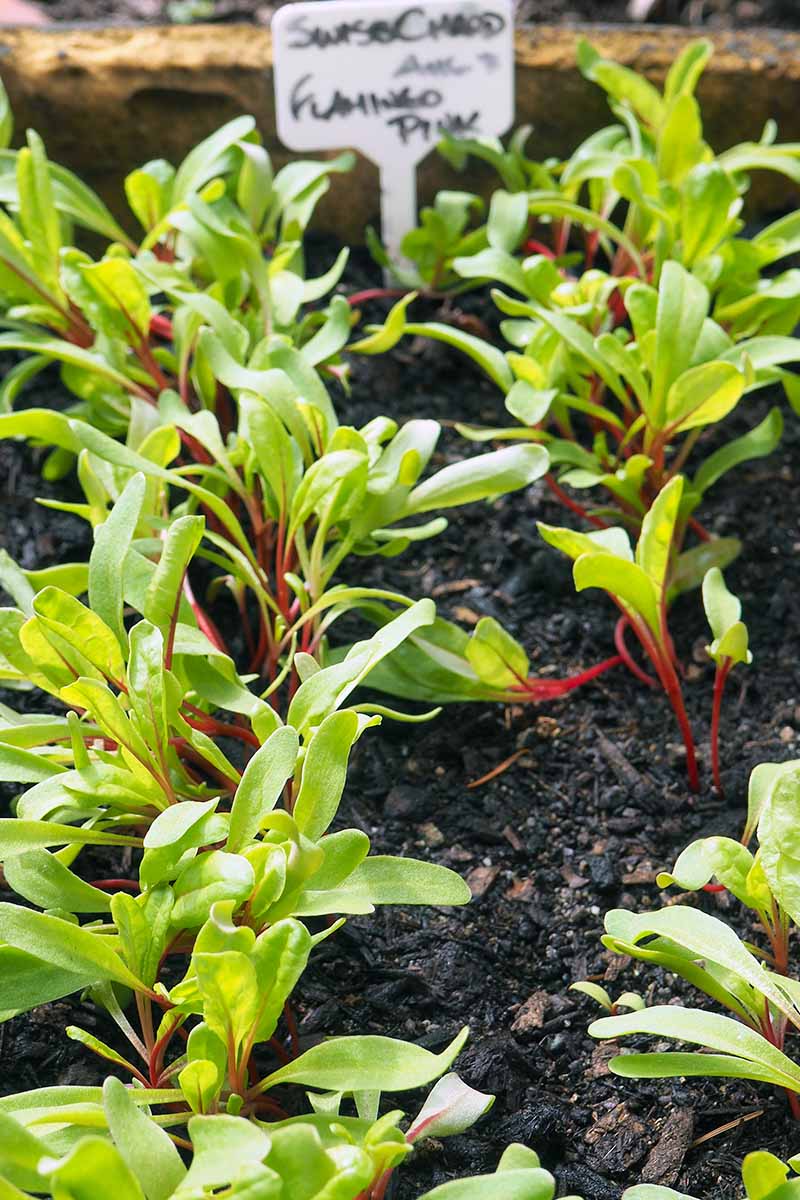 A close up vertical image of Swiss chard seedings planted in a raised bed in late summer for a fall harvest, with a white label in the background.