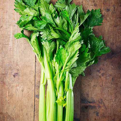 A close up square image of 'Tall Utah' celery, freshly harvested and set on a wooden surface.