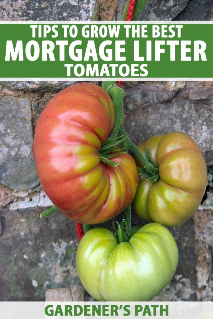 A close up vertical image of 'Mortgage Lifter' tomatoes growing up a stone wall, tied to a wooden stake with a red string. To the top and bottom of the frame is green and white printed text.