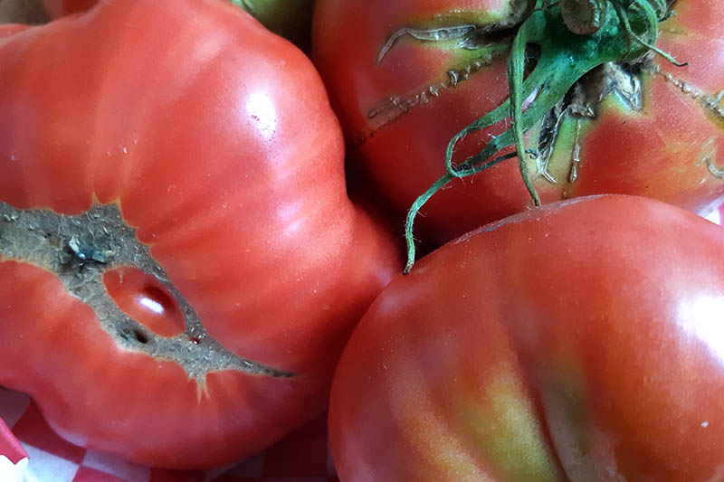 A close up horizontal image of the top and bottom of freshly harvested ripe red 'Mortgage Lifter' tomatoes. One of the fruits has a brown scar on the blossom end.