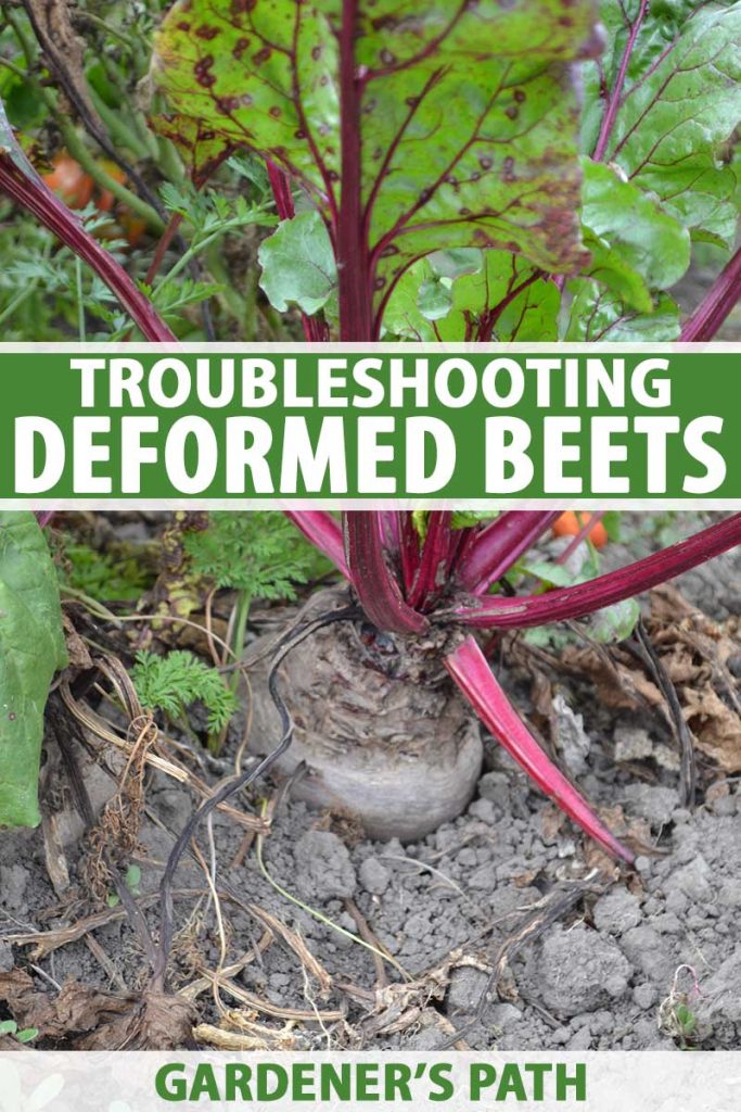 A vertical close up picture of a beet growing in the garden with green tops and purple stalks, surrounded by dry soil. To the center and bottom of the frame is green and white printed text.
