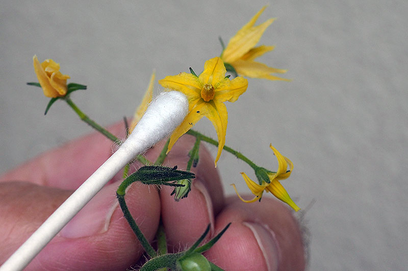 A close up of a hand holding a small yellow flower and using a cotton swab to move pollen from the stamen to the stigma, pictured on a white background.
