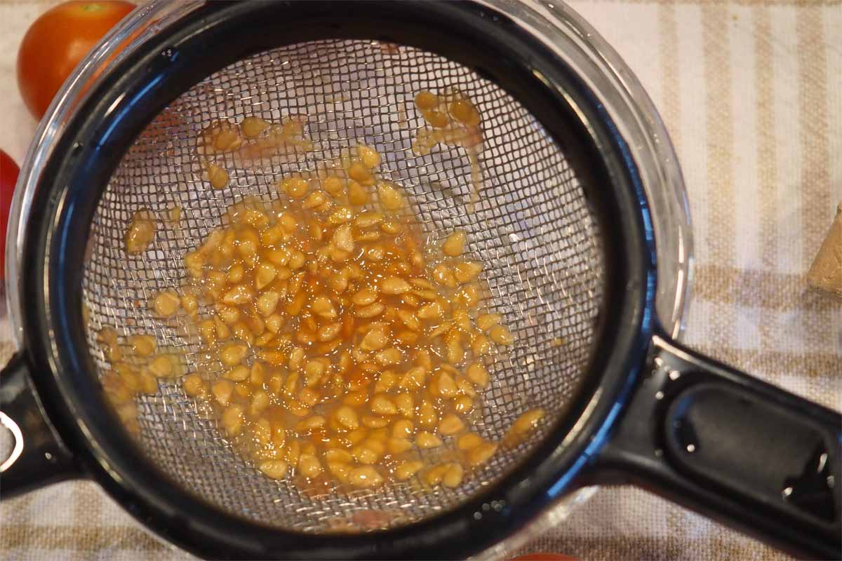 A close up horizontal image of a sieve containing tomato seeds used to separate them from the gel into a glass bowl.