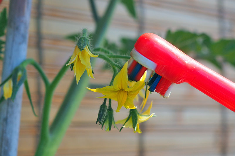 A close up horizontal image of a red toothbrush from the right of the frame touching a small yellow flower, pictured in bright sunshine on a soft focus background.