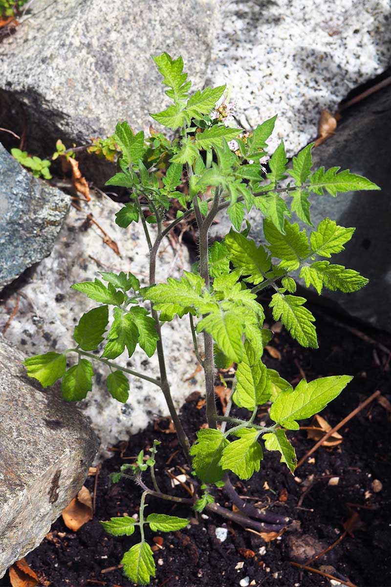 A vertical image of a small volunteer Solanum lycopersicum plant growing in the garden with a rock in the background in soft focus.