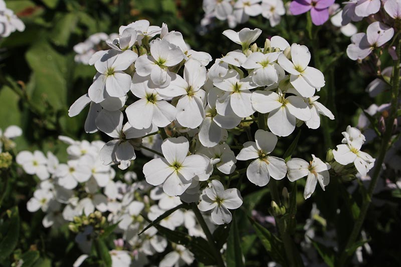 A close up of the white flowers of dame's rocket growing in the summer garden, pictured in bright sunshine on a soft focus background.