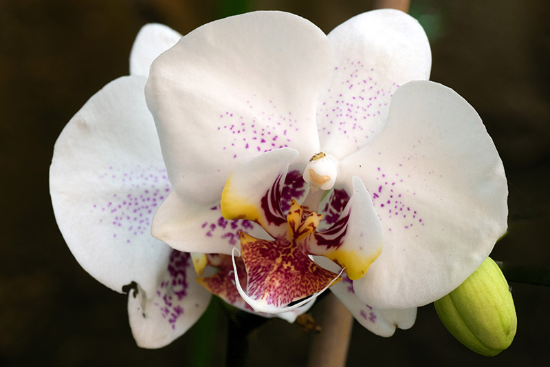 A close up horizontal image of a white orchid with small pink spots pictured on a dark background.