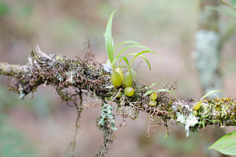 A horizontal image of epiphytic orchids, growing on tree limb pictured on a soft focus background.