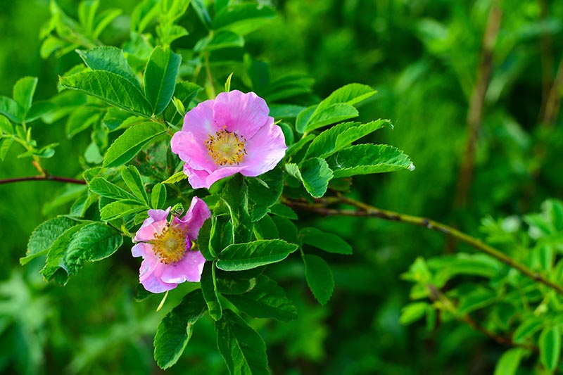 A close up horizontal image of bright pink wild roses pictured in light sunshine on a soft focus background.