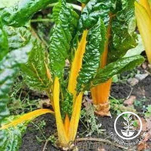 A close up square image of 'Orange' Swiss chard growing in the fall garden. To the bottom right of the frame is a white circular logo and text.