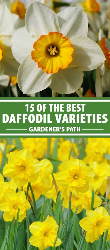 A collage of photos showing different varieties and colors of daffodils.