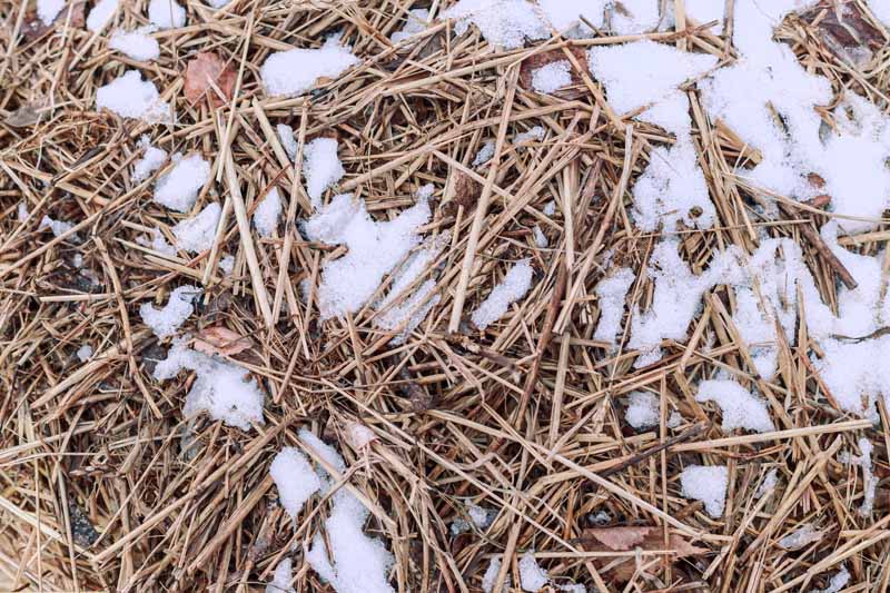 A close up horizontal image of a pile of hay mulch with a light dusting of snow.