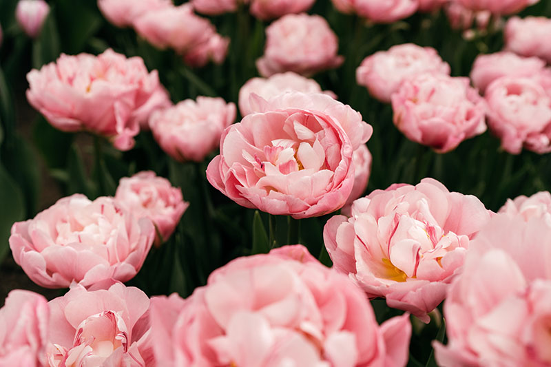 A close up horizontal image of bright pink 'Angelique' peony tulips growing in the garden, pictured on a dark soft focus background.