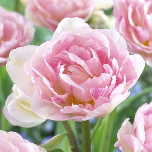 A close up square image of a large pink 'Angelique' peony tulip growing in the garden in light sunshine.