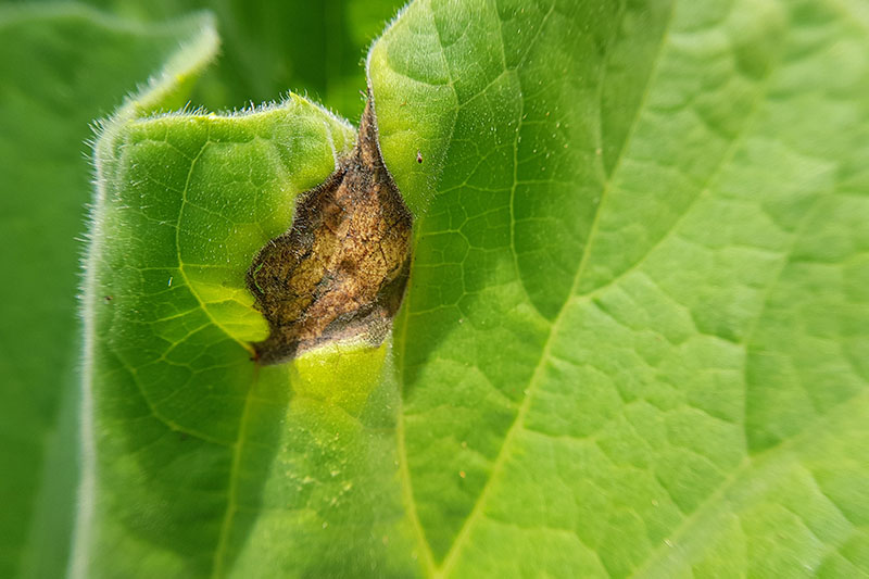 A close up horizontal image of a leaf suffering from Anthracnose which can cause root crops to split and rot.