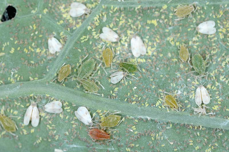 A close up horizontal image of aphids infesting the leaf of a plant growing in the garden.