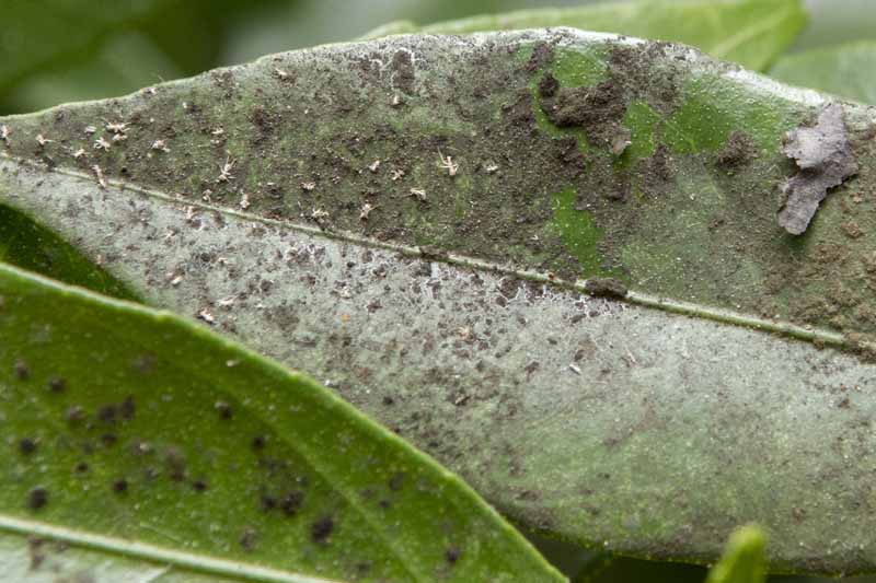 Close up of a plant leaf with aphid and sooty mold infestation.