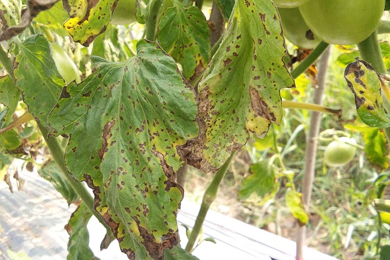 A close up horizontal image of a tomato plant suffering from bacterial leaf spot, causing the foliage to turn brown or yellow and wilt.