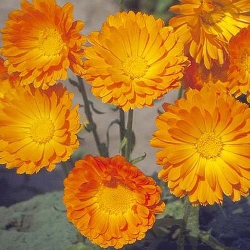 A close up square image of C. officinalis 'Balls Improved Orange' flowers pictured on a soft focus background.