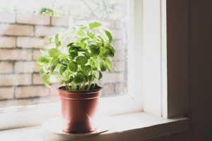 Tips for Growing Basil in Fall and Winter | Gardener’s Path