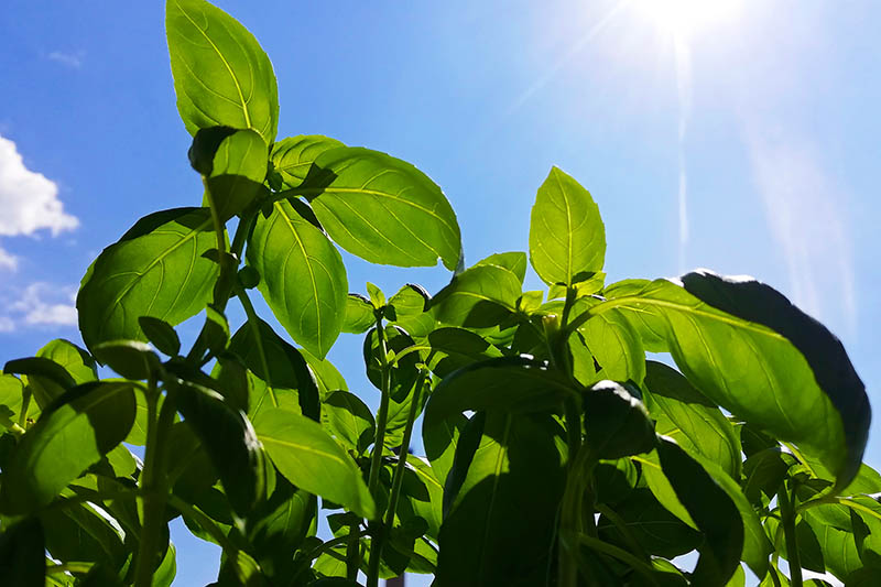 A close up horizontal image of basil growing in the garden in sunshine on a blue sky background.