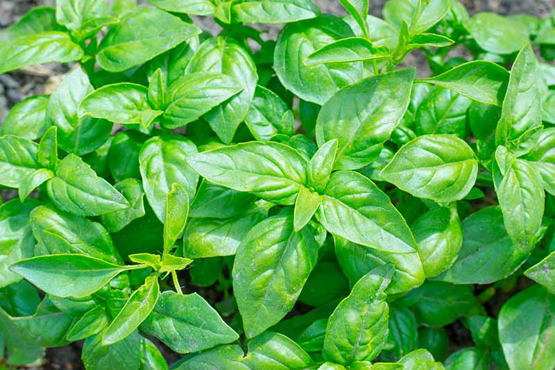A close up top down horizontal image of a large basil plant growing in the garden.
