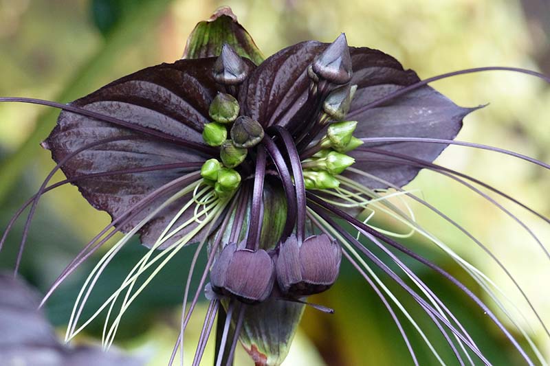 A close up horizontal image of a bat flower growing in the garden pictured on a soft focus background.