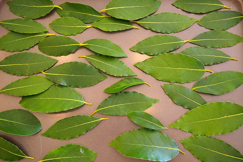 A close up horizontal image of bay leaves spread out on a tray before placing in the freezer.