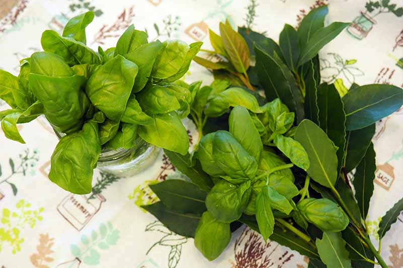 A close up horizontal image of freshly harvested bay and basil leaves set on a colorful fabric surface.