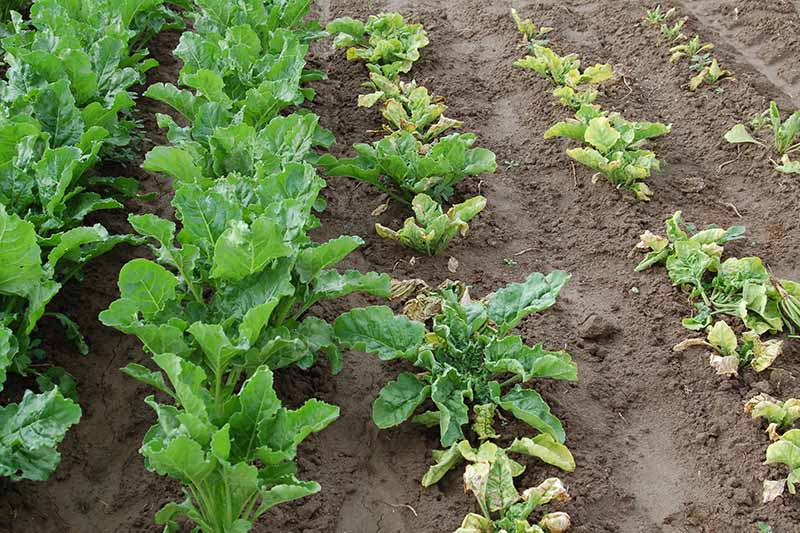 A horizontal image of rows of beets growing in a field with the ones on the left infected by curly top virus.