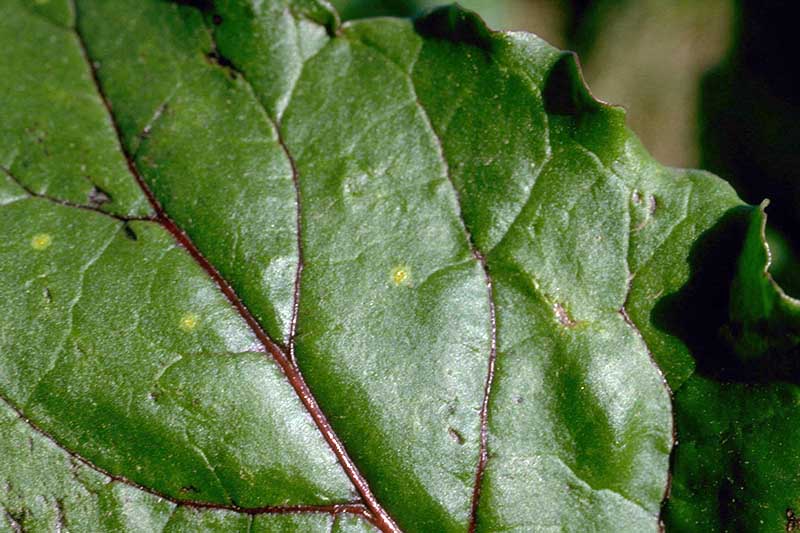 A close up of a Beta vulgaris leaf with small spots on the surface as a result of an infection of rust.