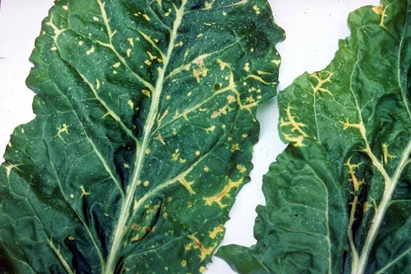 A close up horizontal image of beet leaves suffering from a virus causing them to turn yellow and die.