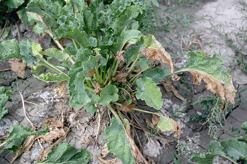 A close up top down horizontal image of a beet plant infected with Fusarium root rot and wilt.