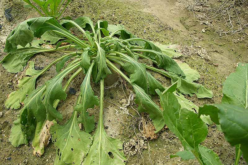 A close up horizontal image of a Beta vulgaris plant that has been infected by Southern blight, the leaves wilting and dying.
