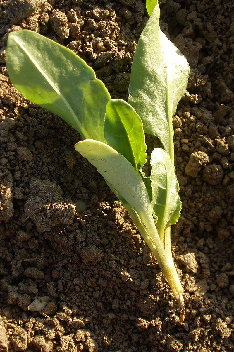 A close up vertical image of a plant infected with damping off, a disease that rots the root, pictured in bright sunshine.
