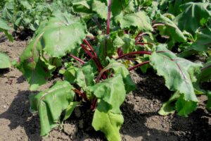 Image of a beet plant growing in the garden with leaves wilting in the sun and damage to the roots by soil-borne nematodes.