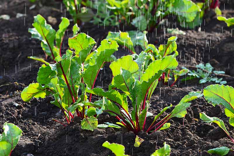 A close up horizontal image of beets growing in the garden in the rain, pictured in bright sunshine on a soft focus background.