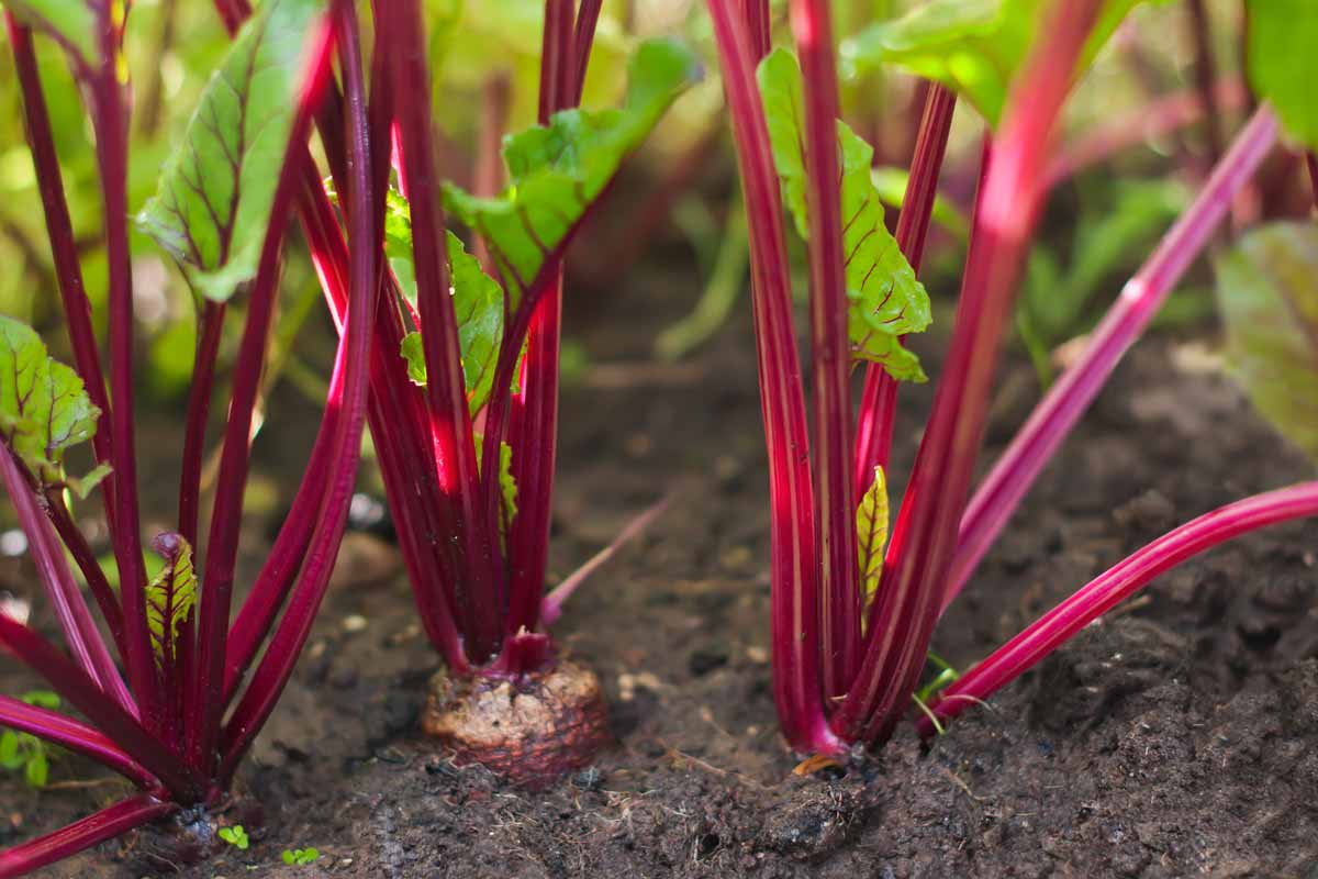 Beet plants growing in the garden surrounded by dark soil pictured in filtered sunshine and fading to soft focus in the background.