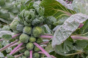 A close up horizontal image of a mature brussels sprout plant growing in the garden, with purple stems and buds ready to harvest pictured with water droplets on the leaves.