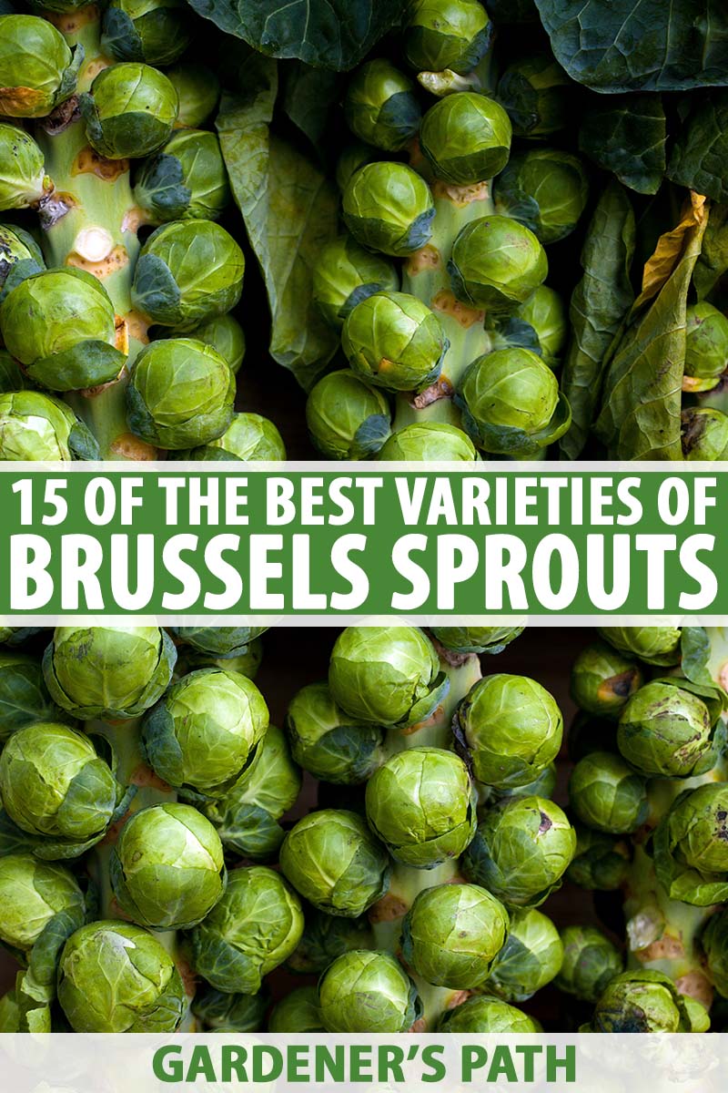10pcs imported vegetable Seeds Brussel Sprouts 