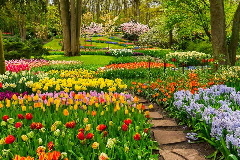 A horizontal image of formal garden borders planted with a variety of different colored spring-flowering bulbs, in full bloom, with a path meandering through it beneath trees.