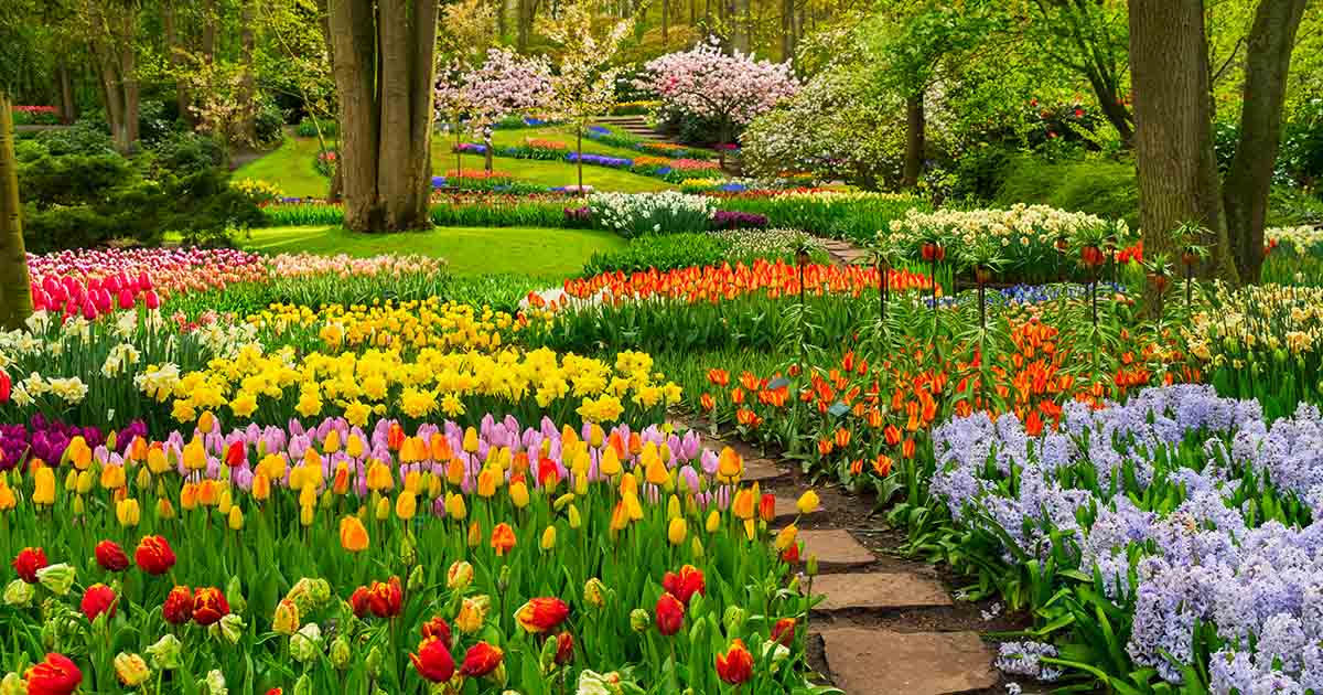 Image of Tulips and daffodils companion plants