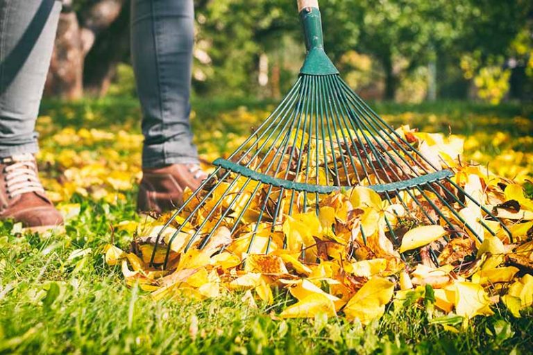 7 of the Best Leaf Rakes Reviewed | A Gardener’s Path Buying Guide