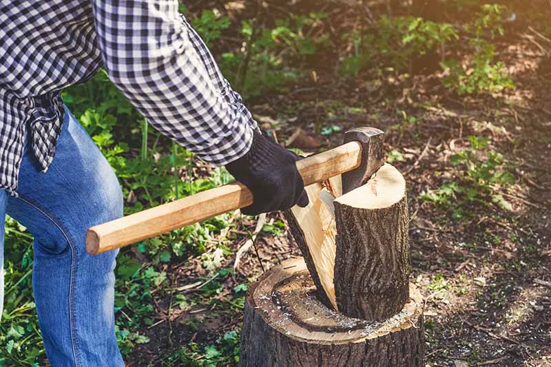A close up horizontal image of a person using a splitting maul to split firewood pictured in light sunshine on a soft focus background.