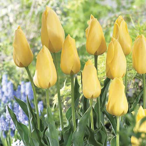 A square image of 'Big Smile' yellow tulips growing in the spring garden, with blue flowers in soft focus in the background.