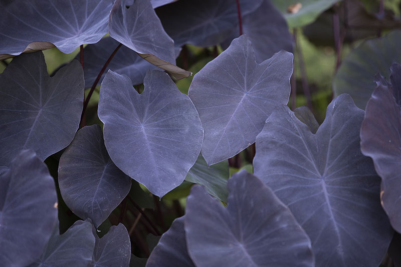 A close up horizontal image of a large black elephant ear plant growing in the garden pictured on a soft focus background.