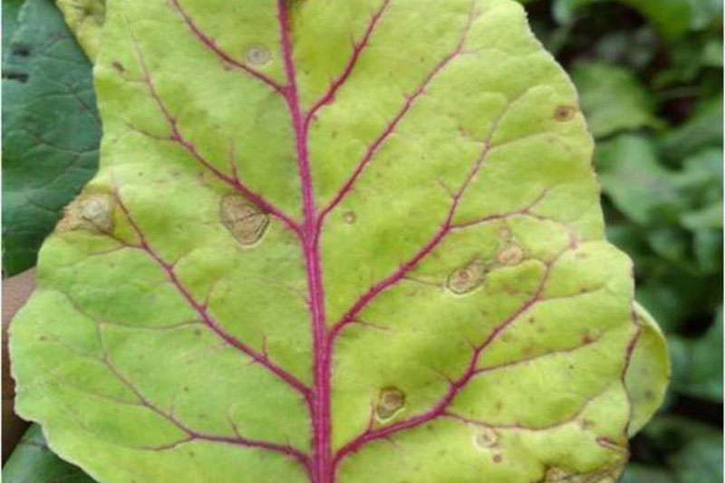 A close up horizontal image of a Beta vulgaris leaf suffering from bacterial black spot with lesions on the surface.