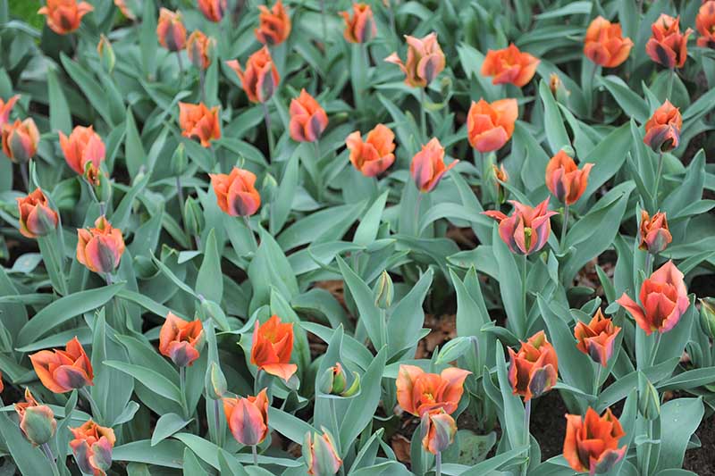A close up horizontal image of red and black Viridiflora tulips growing in the garden, surrounded by foliage.